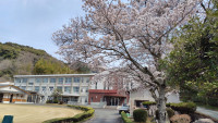 さくら