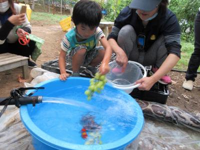 山水で冷やして