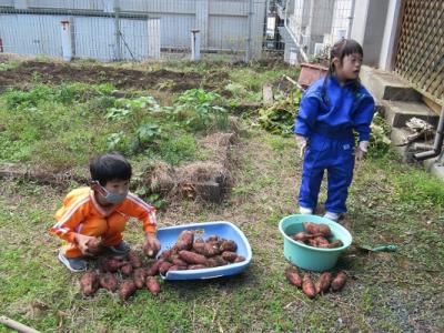 豊作です 豊作です