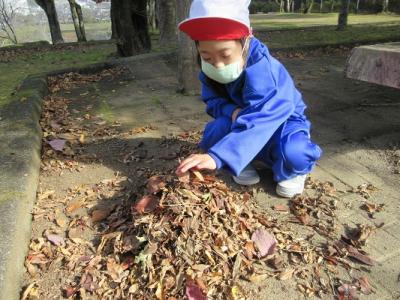 落ち葉 落ち葉